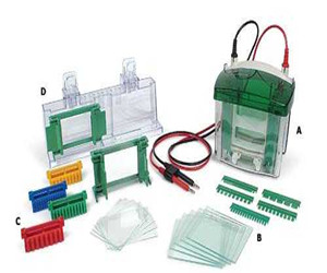 美國(guó)Bio-rad伯樂MiniPROTEAN 3 小型垂直電泳槽