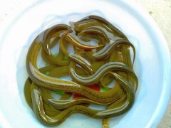黃鱔苗（純手工捕捉，生猛沒(méi)?。? /></a>
                            </div>
                            <p>
                                <a href=